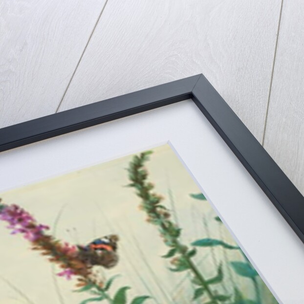 Purple Loosestrife and Watermint, c.1910-20 by Archibald Thorburn