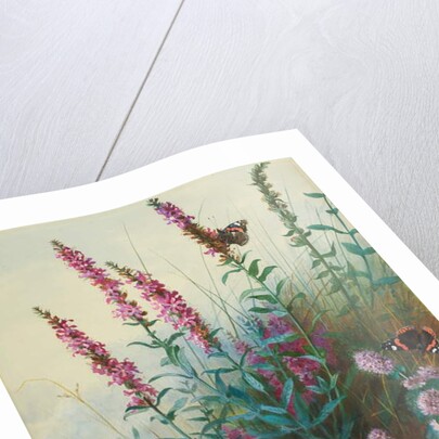 Purple Loosestrife and Watermint, c.1910-20 by Archibald Thorburn