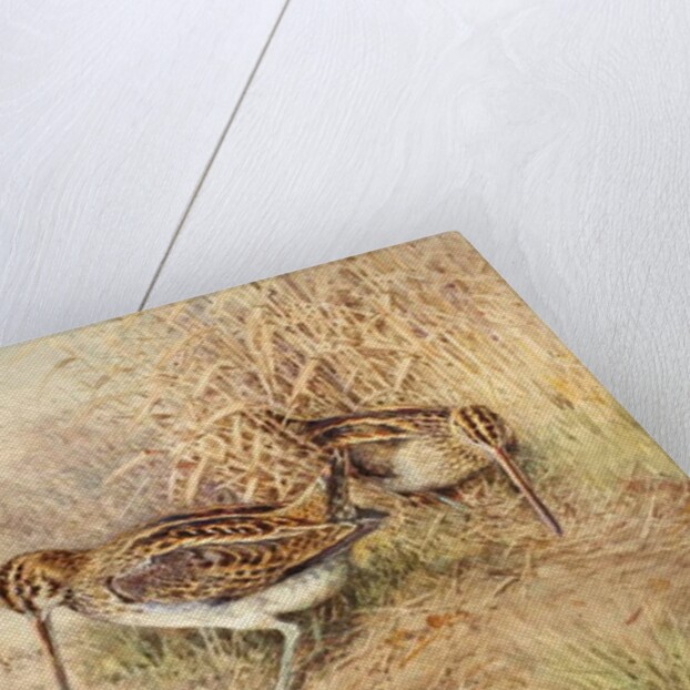 Snipe by William Woodhouse