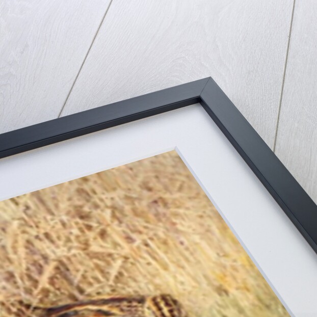 Snipe by William Woodhouse