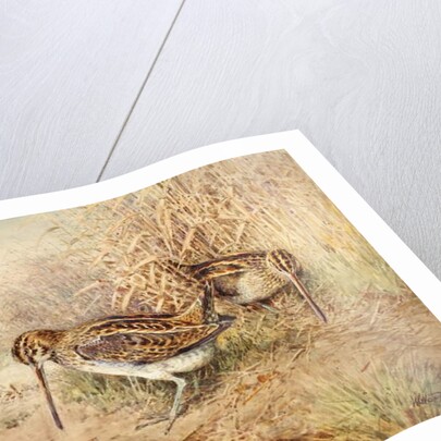 Snipe by William Woodhouse