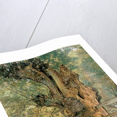 Pollard elm on the edge of the village pound by William Henry Hunt