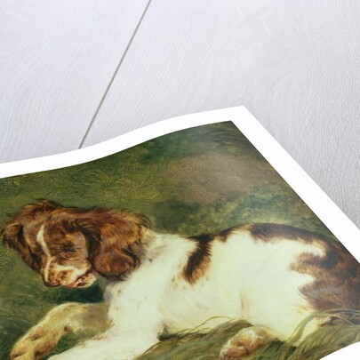 A Puppy teasing a Frog, 1824 by Edwin Landseer