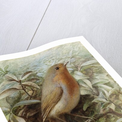 Robin on a Twig by Alexander Macdonald