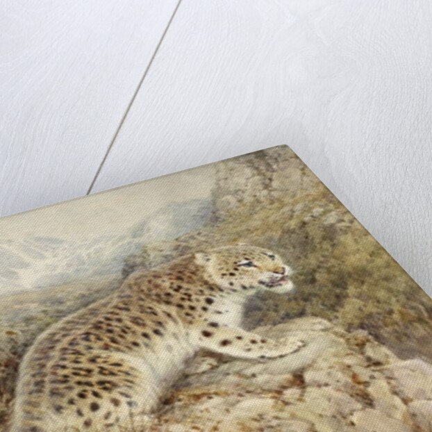 Snow Leopard, c.1920 by William Woodhouse