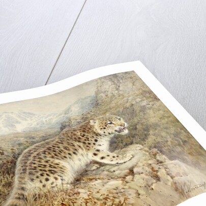 Snow Leopard, c.1920 by William Woodhouse