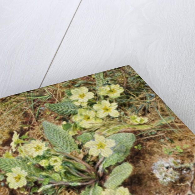 Bank of Primroses and Blackthorn by William Henry Hunt