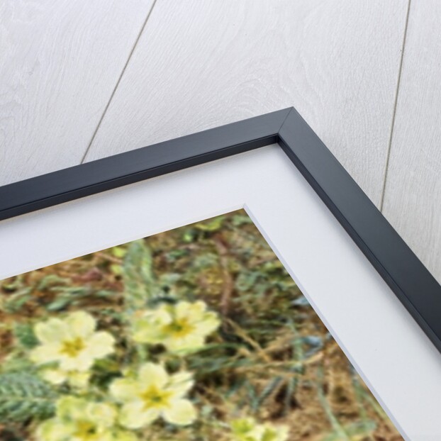 Bank of Primroses and Blackthorn by William Henry Hunt