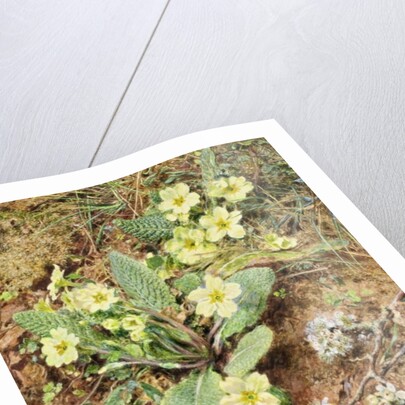 Bank of Primroses and Blackthorn by William Henry Hunt