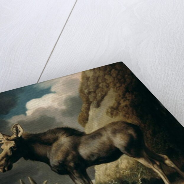 Moose, 1770 by George Stubbs