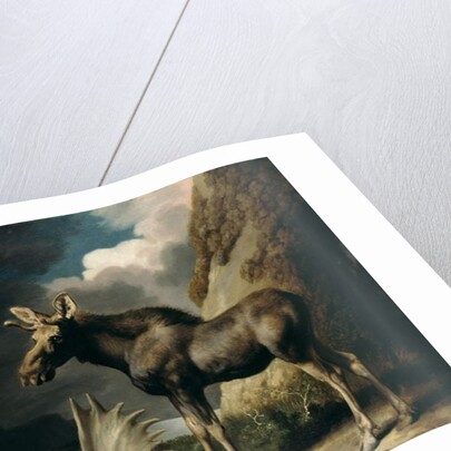 Moose, 1770 by George Stubbs