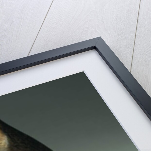 Falcon, Late Period to Ptolemaic Period, 664-30 BC by Egyptian Egyptian