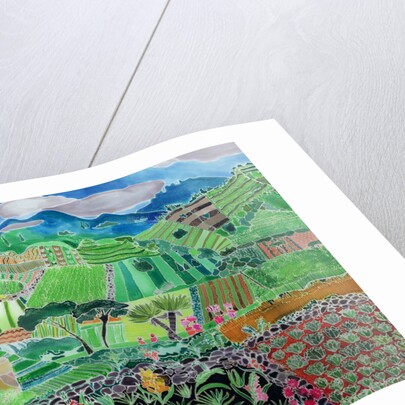 Cabbages and Lilies, Solola Region, Guatemala, 1993 by Hilary Simon