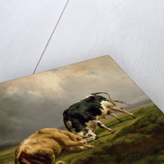 A Bull Fight, 1855 by Jacques Raymond Brascassat