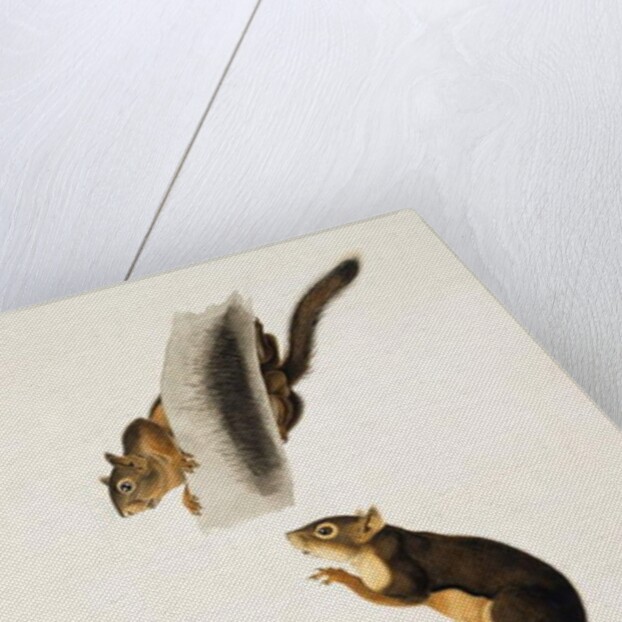 Douglas' Squirrel, for the folio 'The Viviparous Quadrupeds of North America' by John James Audubon