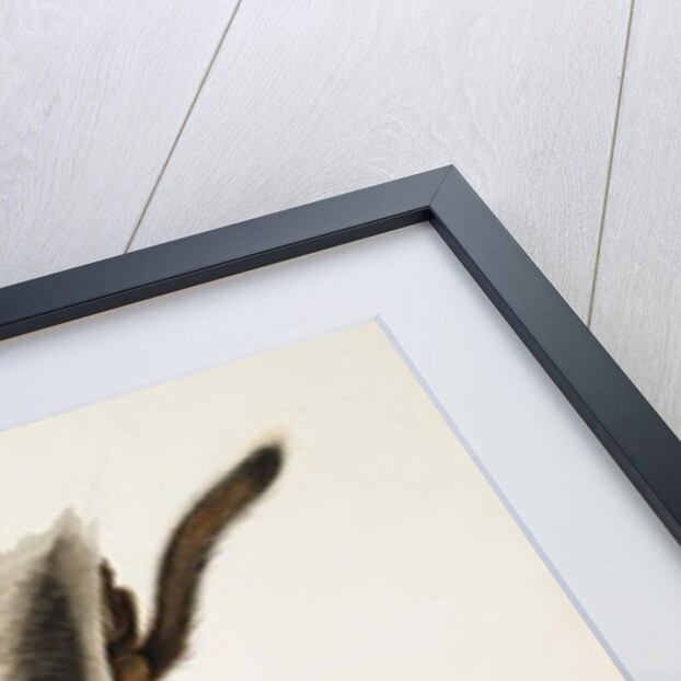 Douglas' Squirrel, for the folio 'The Viviparous Quadrupeds of North America' by John James Audubon