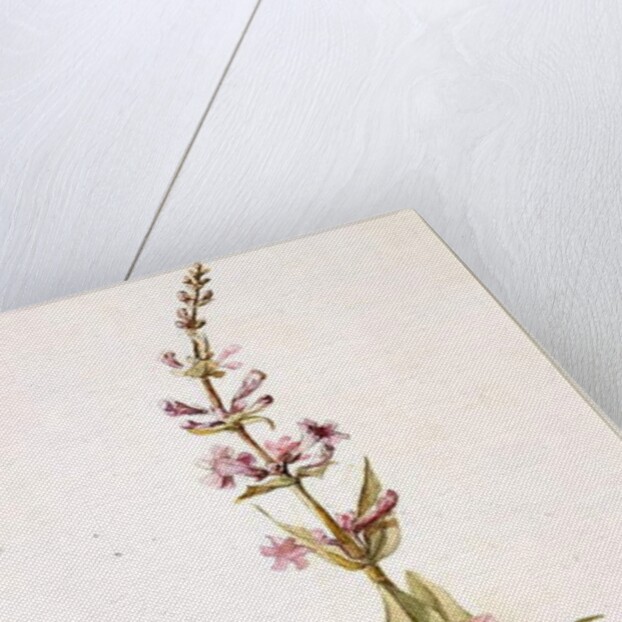 Wild Gili Flower of the Prairie on the Banks of the Canadian River, Indian Territory, 1869 by Vincent Colyer