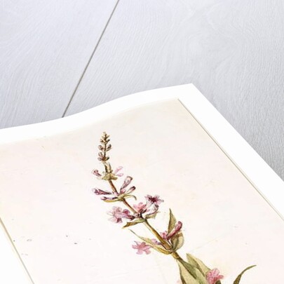 Wild Gili Flower of the Prairie on the Banks of the Canadian River, Indian Territory, 1869 by Vincent Colyer