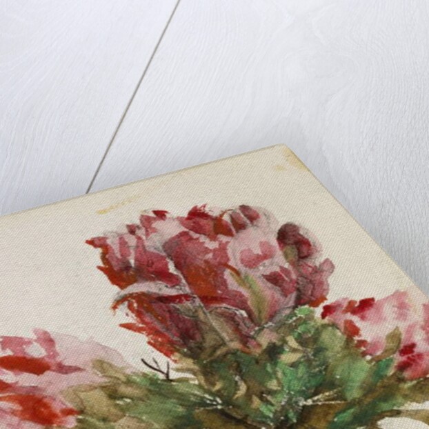 Crimson Cactus Bud of New Mexico, 1869 by Vincent Colyer