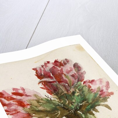 Crimson Cactus Bud of New Mexico, 1869 by Vincent Colyer