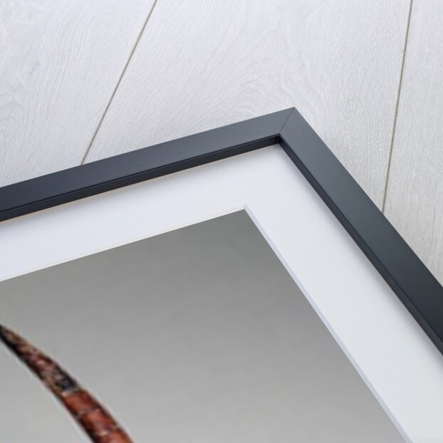 Helmet mask with buffalo horns, Burkina Faso, Bobo Diulasso region, Africa, early 20th century by Culture Bobo
