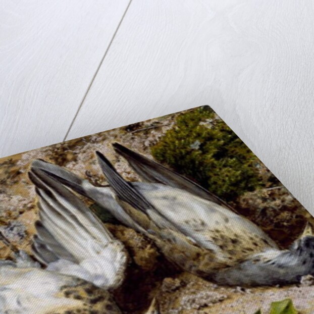 Still Life with Two Dead Birds, no date by John Sherrin