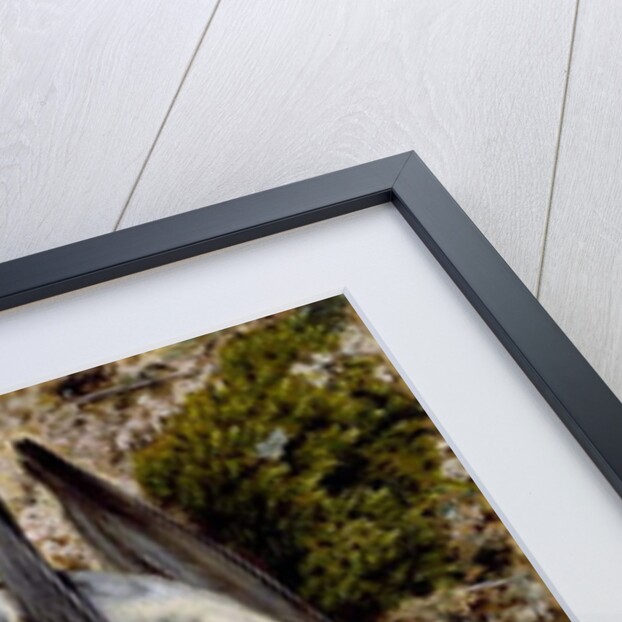 Still Life with Two Dead Birds, no date by John Sherrin