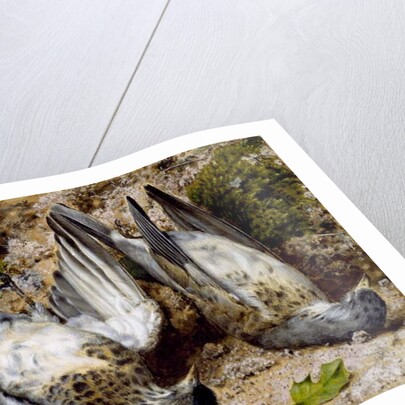 Still Life with Two Dead Birds, no date by John Sherrin