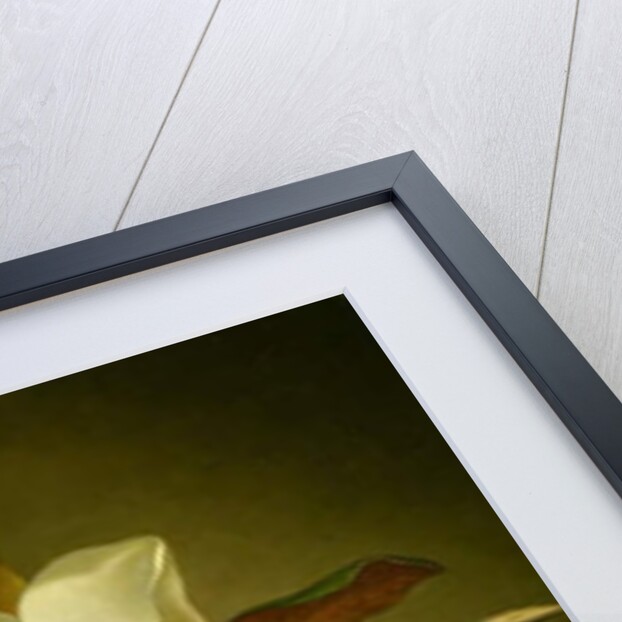 Magnolias on Gold Velvet Cloth, c.1888-90 by Martin Johnson Heade