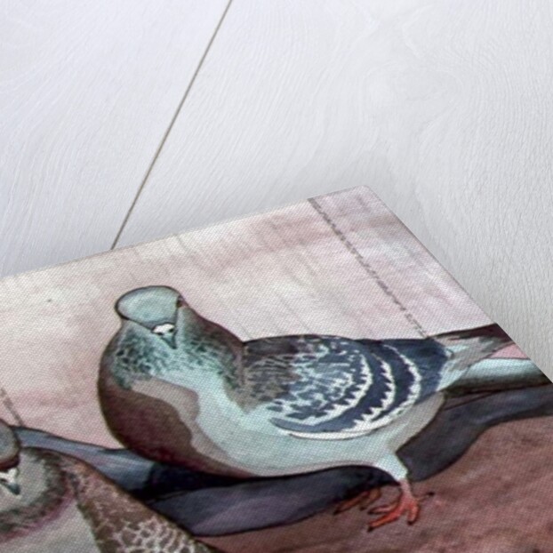 Pigeons by Carolyn Hubbard-Ford