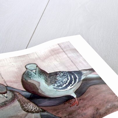 Pigeons by Carolyn Hubbard-Ford