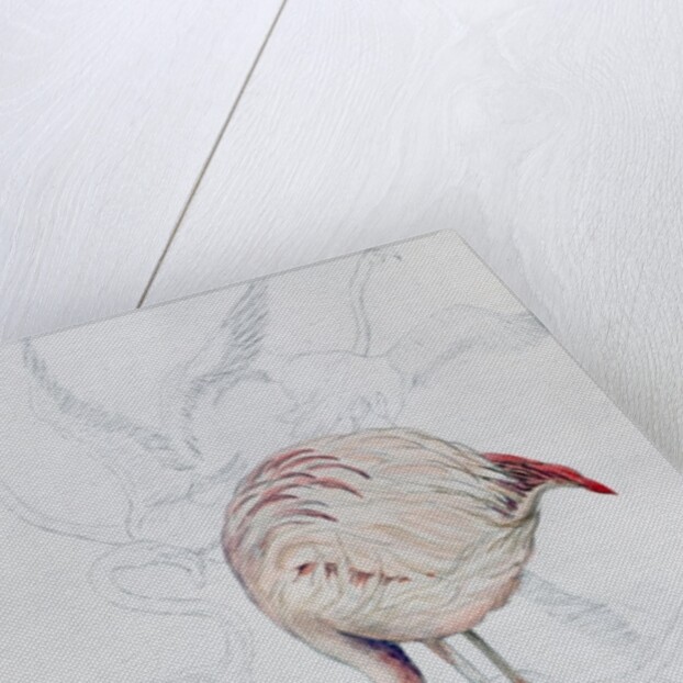 Flamingo by Carolyn Hubbard-Ford