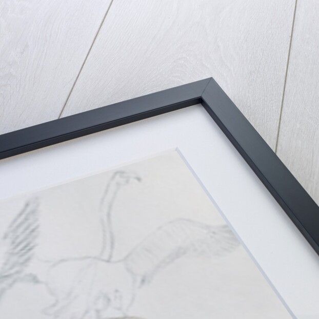 Flamingo by Carolyn Hubbard-Ford