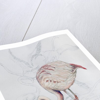 Flamingo by Carolyn Hubbard-Ford