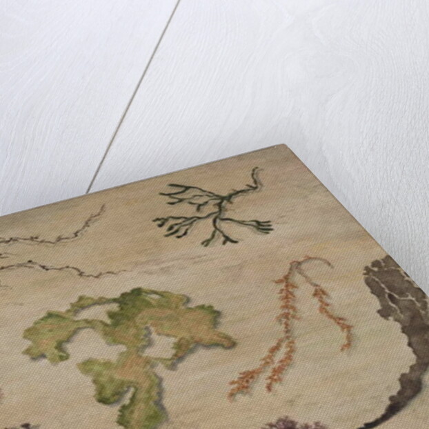 Seaweed, 1992 by Carolyn Hubbard-Ford