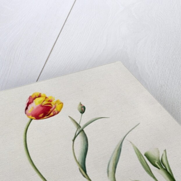 Parrot Tulip, 1995 by Iona Hordern