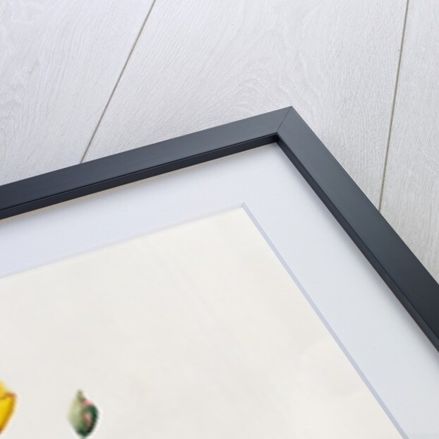 Parrot Tulip, 1995 by Iona Hordern