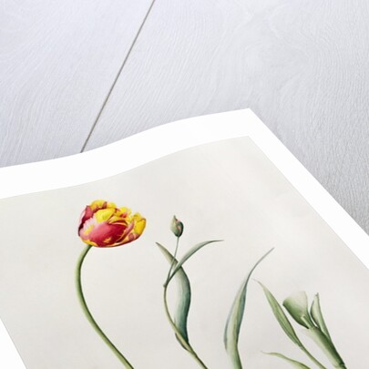 Parrot Tulip, 1995 by Iona Hordern