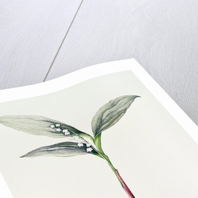Lily of the Valley, 1995 by Iona Hordern