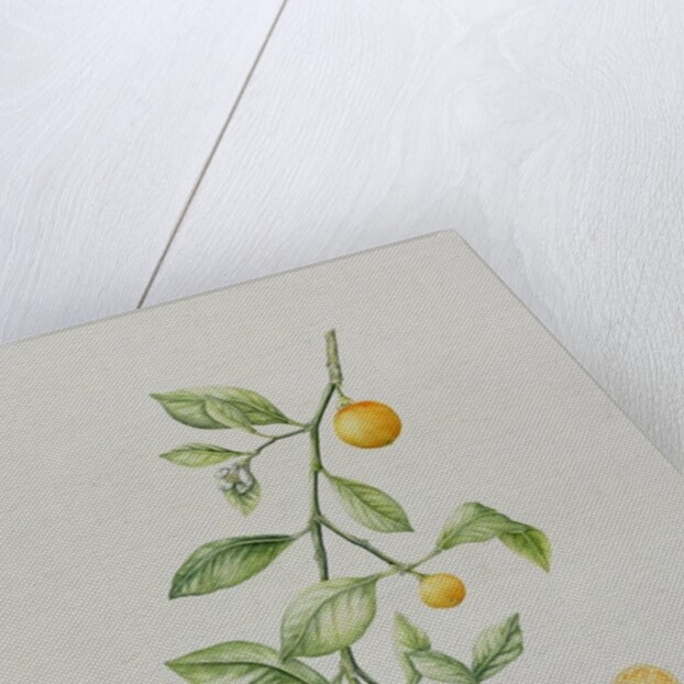 Ornamental Orange, 1995 by Iona Hordern