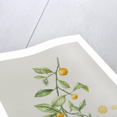 Ornamental Orange, 1995 by Iona Hordern