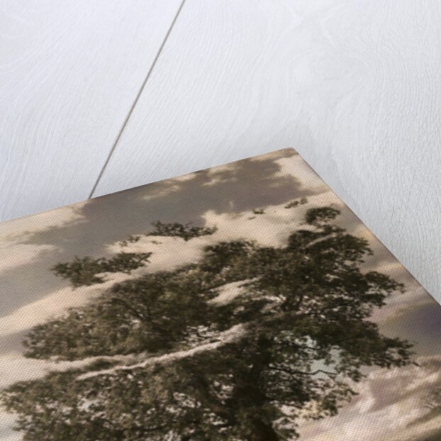 The Tree in Islington, 1978 by Hag Hag