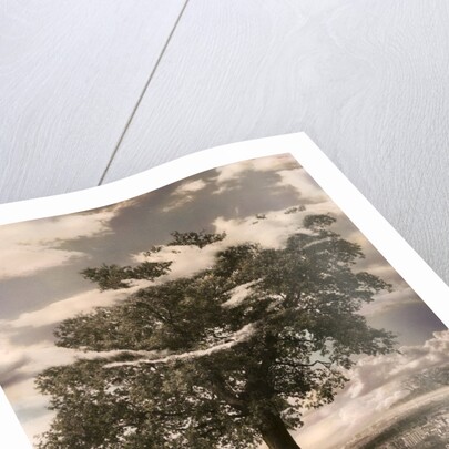 The Tree in Islington, 1978 by Hag Hag