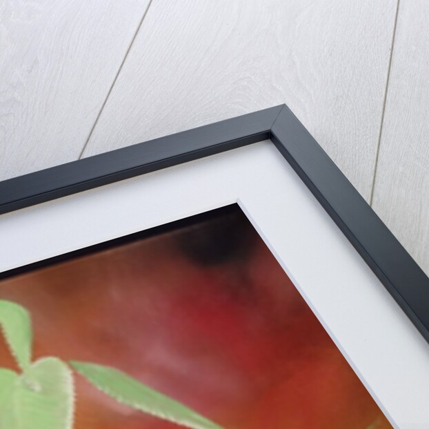 Hemped Out, 2008 by Ikahl Beckford