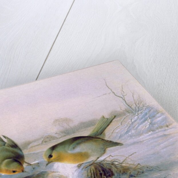 Last Year's Nest, 1886 by Harry Bright