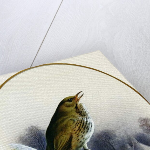 Song Thrush, 1884 by Harry Bright