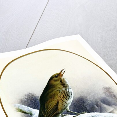 Song Thrush, 1884 by Harry Bright