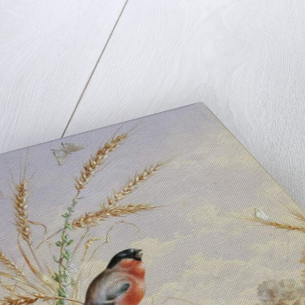 Bullfinches in a harvest field by Harry Bright