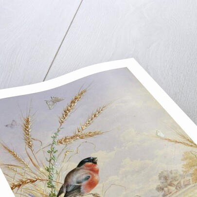 Bullfinches in a harvest field by Harry Bright