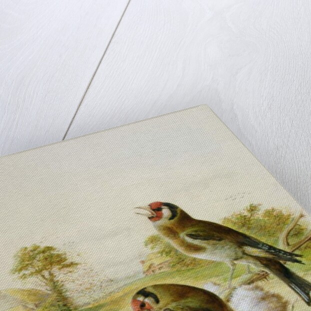 Goldfinches on thistles, 1889 by Harry Bright